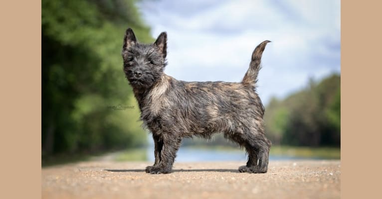 Goldclint's Grande Amore (May), a Cairn Terrier tested with EmbarkVet.com