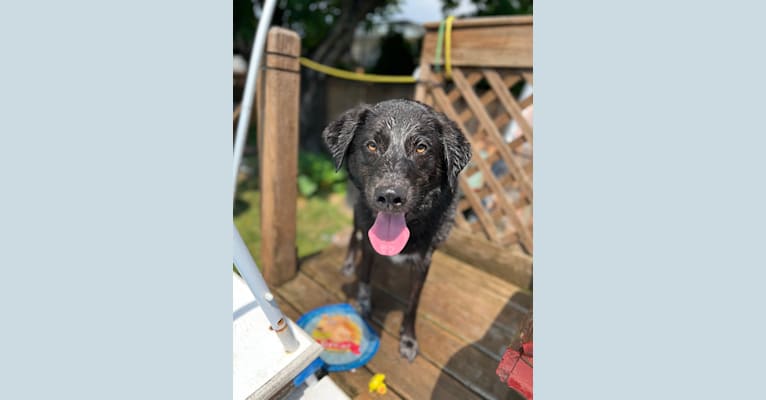 Guinness, a Labrador Retriever and Australian Cattle Dog mix tested with EmbarkVet.com