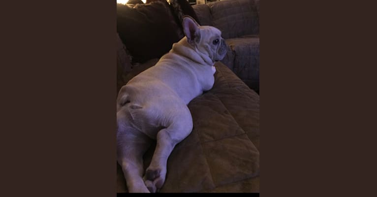 Milo, a French Bulldog tested with EmbarkVet.com