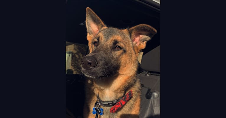 Percy, a Norwegian Elkhound and Australian Cattle Dog mix tested with EmbarkVet.com