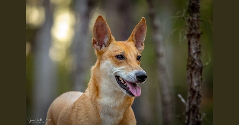 Photo of Mochi, a Carolina Dog  in Aiken, SC, USA