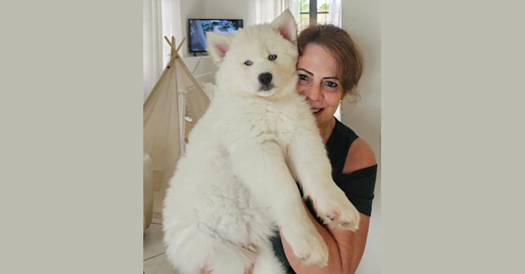 Casper, a Siberian Husky tested with EmbarkVet.com
