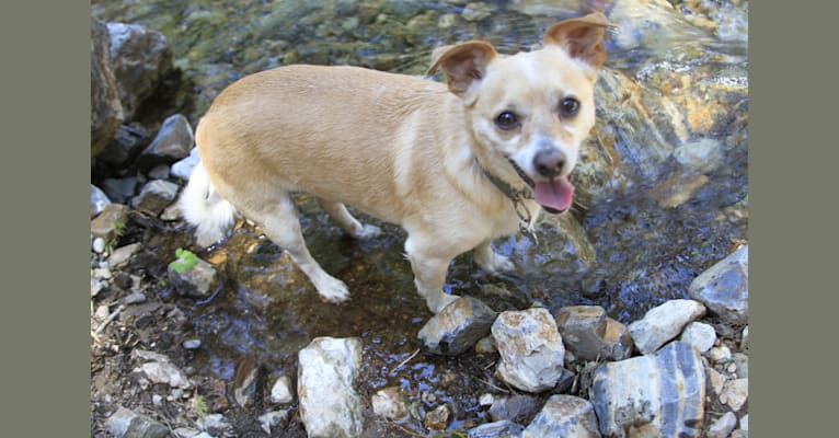 Tealy, a Chihuahua and Pomeranian mix tested with EmbarkVet.com