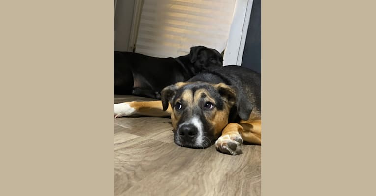 Winston (Winnie), a Beagle and Labrador Retriever mix tested with EmbarkVet.com