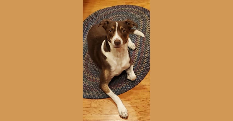 Ember, a Staffordshire Terrier and Australian Cattle Dog mix tested with EmbarkVet.com