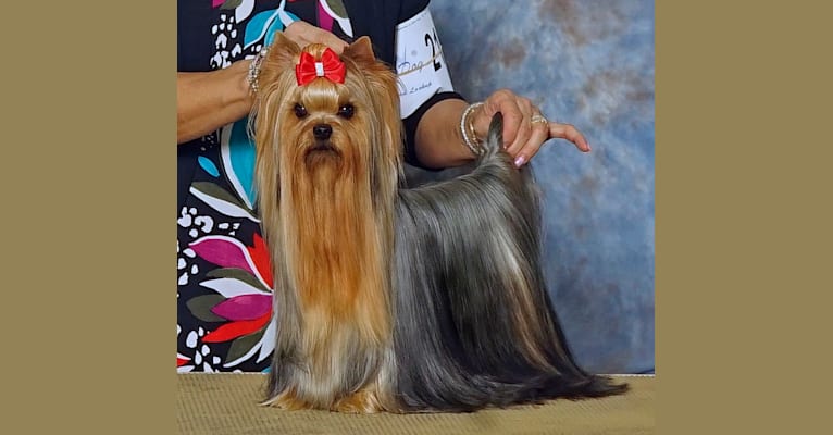 Photo of Yeti, a Yorkshire Terrier  in Slovakia