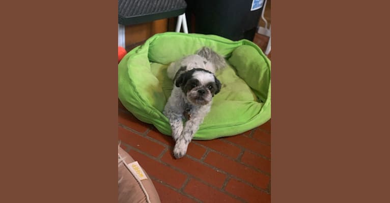 Photo of Lacey, a Shih Tzu  in New York, USA