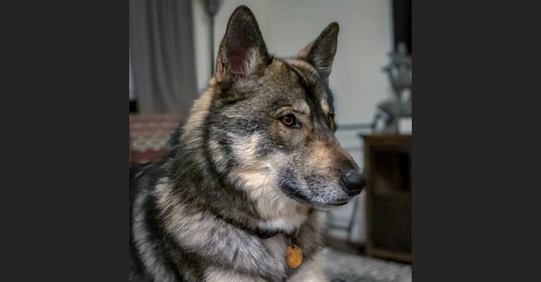Takoda a dog tested with EmbarkVet.com