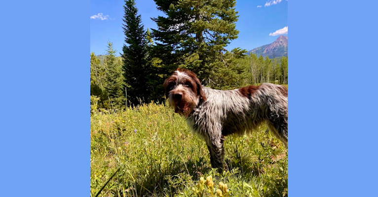 Meadow, a Wirehaired Pointing Griffon tested with EmbarkVet.com