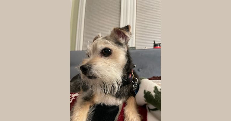 Photo of Rosie, a Yorkshire Terrier, Chihuahua, Poodle (Small), Maltese, and Miniature Schnauzer mix in Newton, Massachusetts, USA