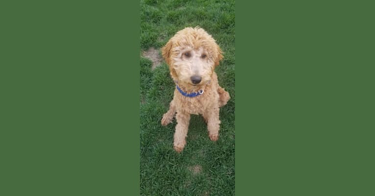 Loesje, a Goldendoodle tested with EmbarkVet.com