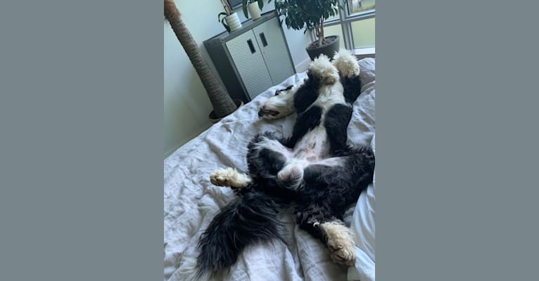 Photo of Steinway Grand, a Sheepadoodle  in Fresno, OH, USA