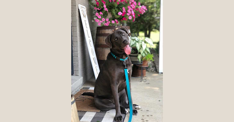 Hayden, a Doberman Pinscher and American Pit Bull Terrier mix tested with EmbarkVet.com
