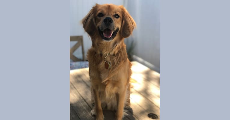Claude, a Beagle and Golden Retriever mix tested with EmbarkVet.com
