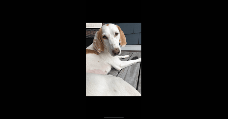 Lily, an American Foxhound tested with EmbarkVet.com