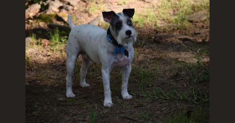 Sonny, a Russell-type Terrier and Rat Terrier mix tested with EmbarkVet.com
