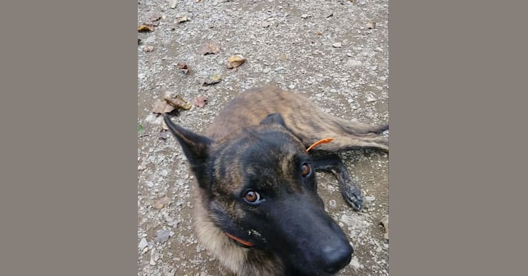 embark dog dna test breed