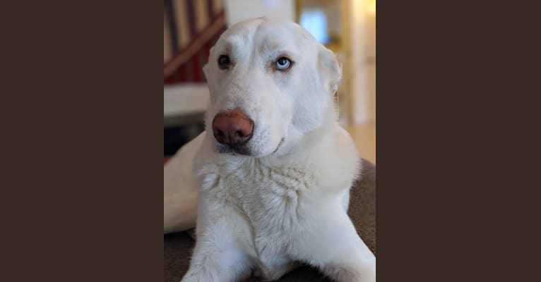 Casper, a Siberian Husky and Great Pyrenees mix tested with EmbarkVet.com