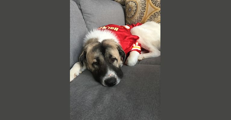 Roscoe, a Great Pyrenees and Anatolian Shepherd Dog mix tested with EmbarkVet.com