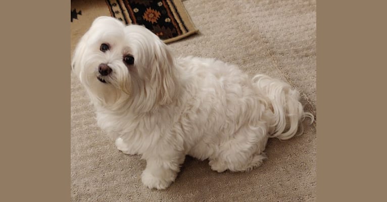 Coton maltese mix top