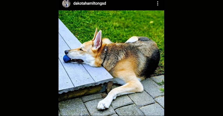 Dakota Hamilton Zanis, a German Shepherd Dog tested with EmbarkVet.com