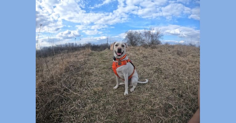 Lily, a Boston Terrier and Labrador Retriever mix tested with EmbarkVet.com