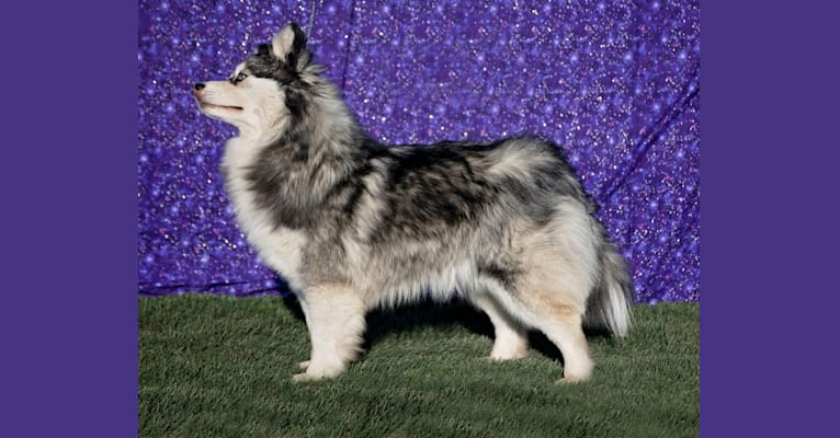 Photo of Kassi, a Pomsky  in Maine Aim Ranch, King, Allerton, IA, USA