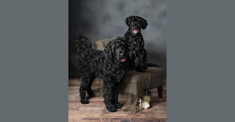 Raven, a Black Russian Terrier tested with EmbarkVet.com
