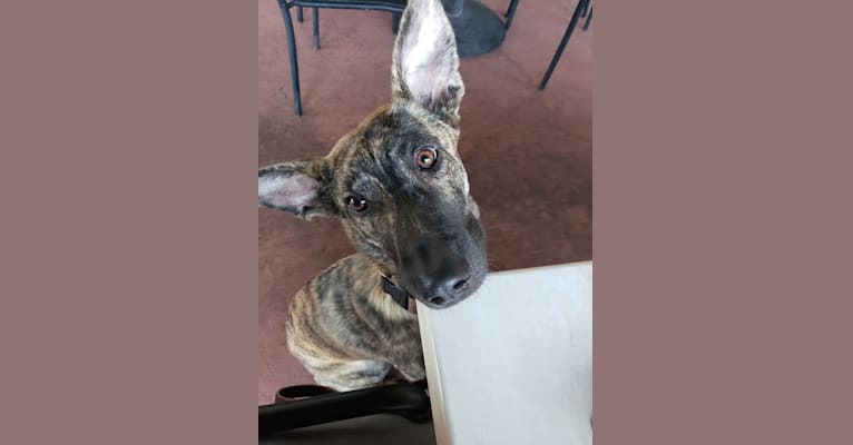 Presa canario mixed with german shepherd store