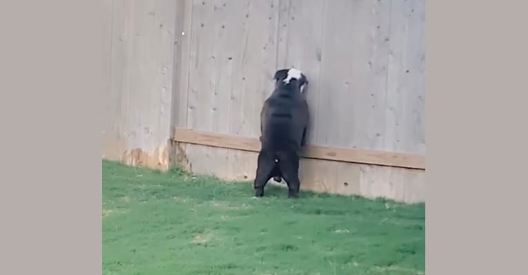 Panda Job, a Bulldog tested with EmbarkVet.com