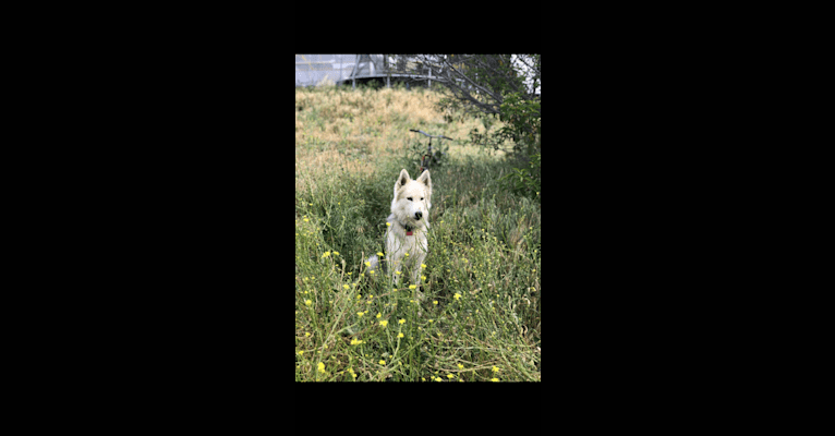 Jasper, a Central Asian Village Dog tested with EmbarkVet.com