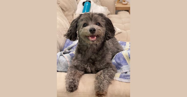 Dusty, a Maltipoo (5.8% unresolved) tested with EmbarkVet.com