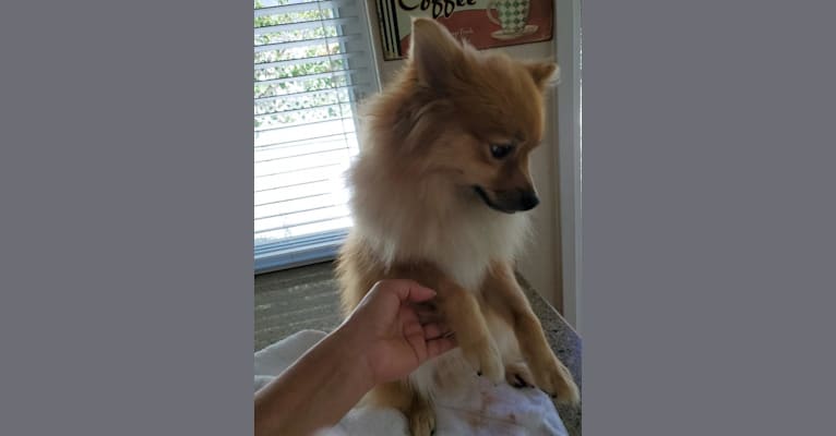 Foxy, a Pomeranian tested with EmbarkVet.com