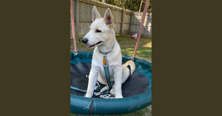 Bo, a German Shepherd Dog and Australian Cattle Dog mix tested with EmbarkVet.com