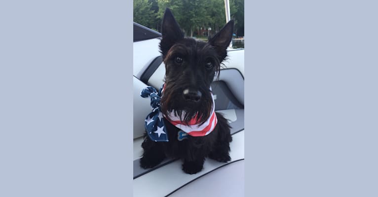 Photo of Jake, a Scottish Terrier  in Indiana, USA
