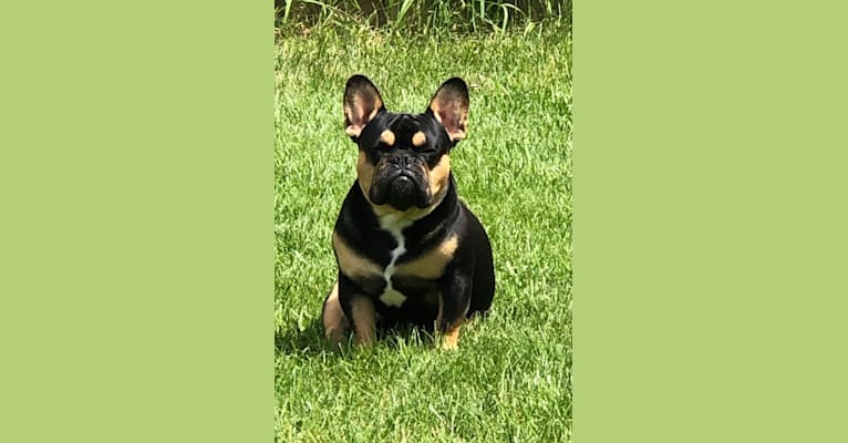 Maximus Von Williams, a French Bulldog (10.2% unresolved) tested with EmbarkVet.com