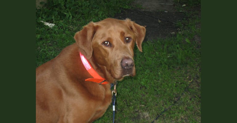 Rupert, a Labrador Retriever and Golden Retriever mix tested with EmbarkVet.com