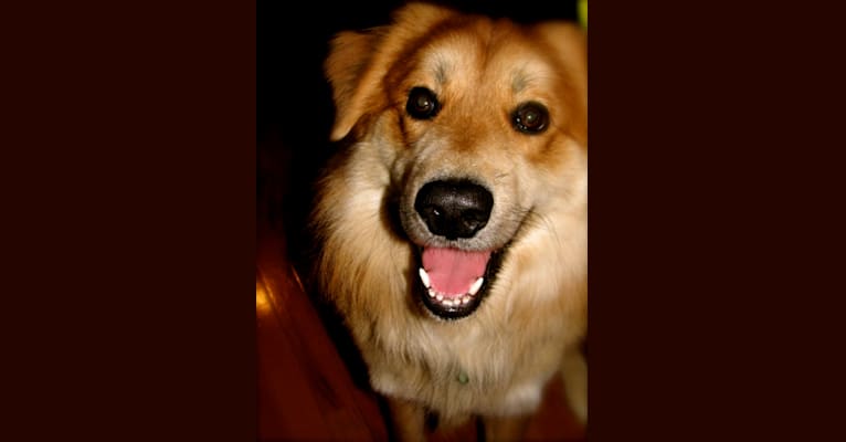 Jericho, a Chow Chow and German Shepherd Dog mix tested with EmbarkVet.com