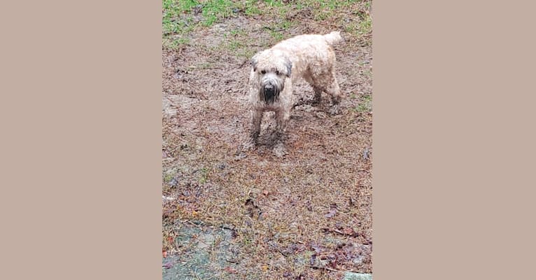 Bear, a Soft Coated Wheaten Terrier tested with EmbarkVet.com