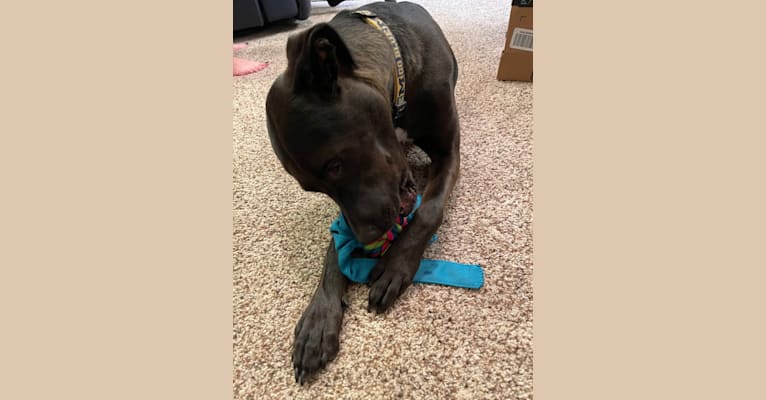 Axel, a Staffordshire Terrier and Rottweiler mix tested with EmbarkVet.com