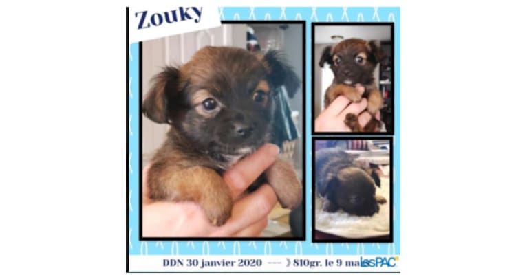 Photo of Zouky / Whisky, a Chihuahua  in Saint-Lin - Laurentides, QC, Canada