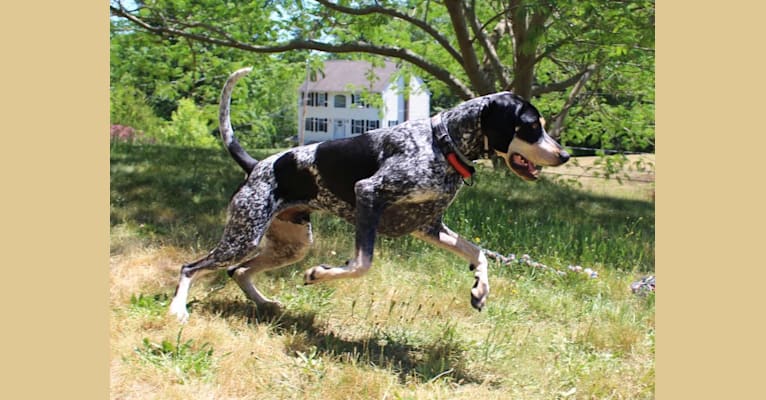 Jager, a Bluetick Coonhound tested with EmbarkVet.com
