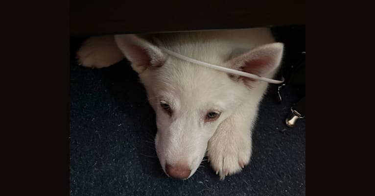Freya, a Siberian Husky and Alaskan Malamute mix tested with EmbarkVet.com