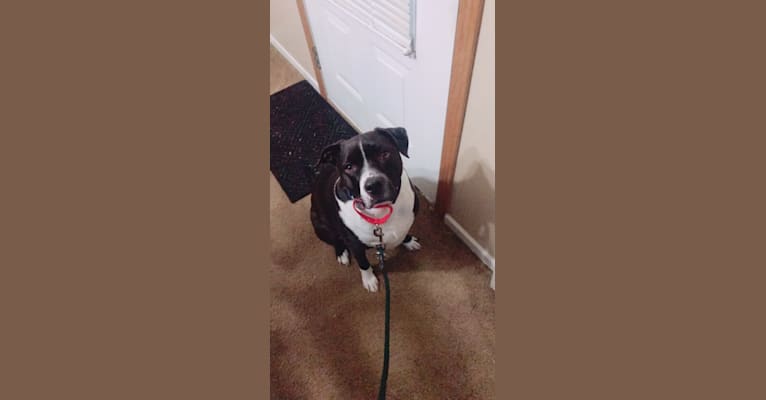 Roger, an American Bully and Rat Terrier mix tested with EmbarkVet.com