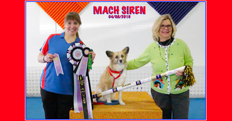 Siren, an American Eskimo Dog and American Pit Bull Terrier mix tested with EmbarkVet.com