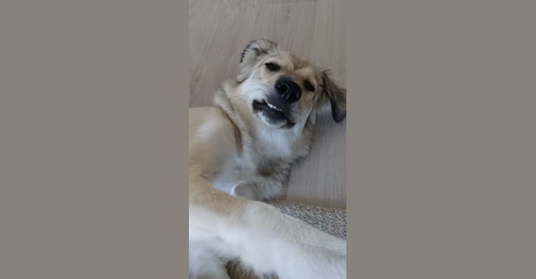 Saraj, an Eastern European Village Dog tested with EmbarkVet.com