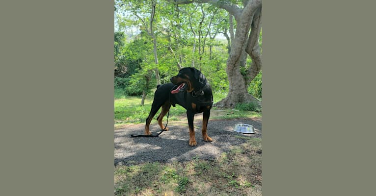 Photo of Sky, a Rottweiler  in Isabela, Isabela, Puerto Rico