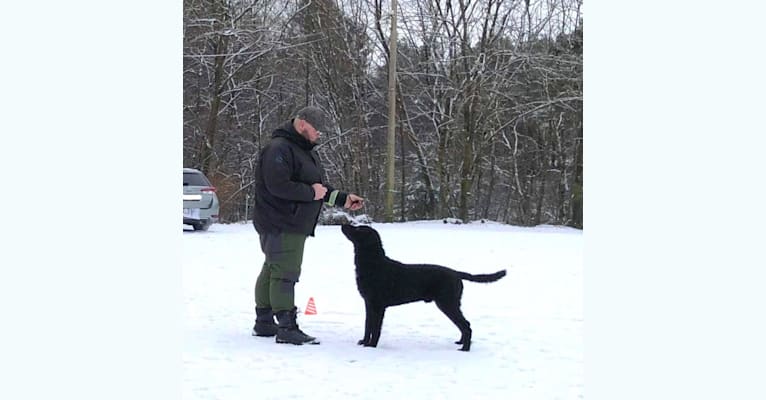 Photo of Skaringen's First Of His Name "Falsen", a Curly-Coated Retriever  in Skare, Vestland, Norway
