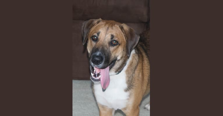 Dexter, a Labrador Retriever and German Shepherd Dog mix tested with EmbarkVet.com