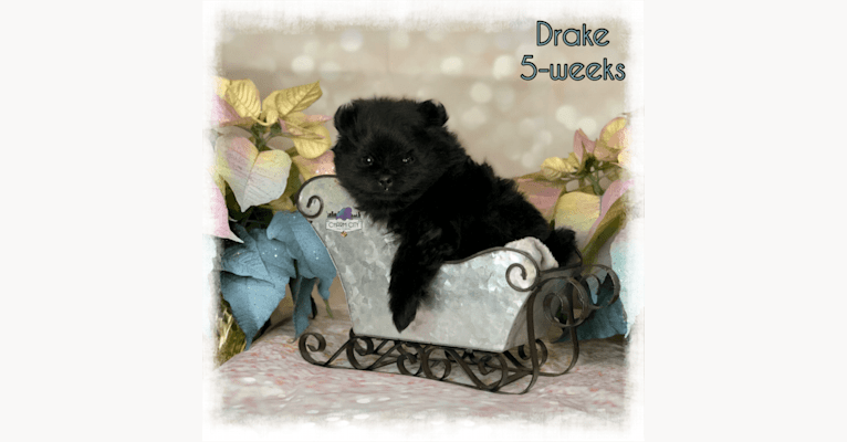 Drake, a Pomeranian tested with EmbarkVet.com